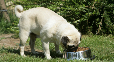 Choisir des croquettes pour son chien